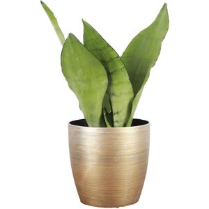 Thorsen's Greenhouse Live Moonshine Snake Plant In Gold Holiday Pot Gold NoSize