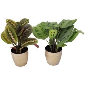Thorsen's Greenhouse Live Prayer Plant Duo In Gold Holiday Pots Gold ns