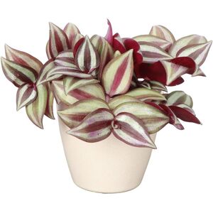 Thorsen's Greenhouse Live Zebrina Tradescantia Plant in Biodegradable Pot Beige NoSize