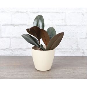 Thorsen's Greenhouse Live Burgundy Rubber Plant, Natural Biodegradable Pot Natural NoSize