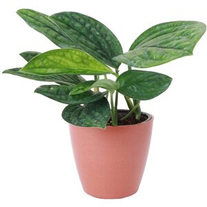Thorsen's Greenhouse Live Monstera Peru Plant in Biodegradable Pot Red NoSize