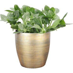 Thorsen's Greenhouse Live White Fittonia Nerve Plant in Classic Pot Gold NoSize
