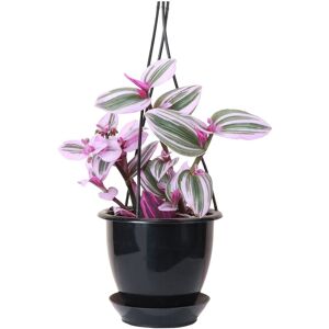 Thorsen's Greenhouse Live Nanouk Tradescantia Plant in Hanging Pot Black NoSize