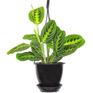 Thorsen's Greenhouse Live Lemon Lime Prayer Plant Black NoSize