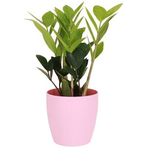Thorsen's Greenhouse Live ZZ Plant in Classic Pot Pink NoSize