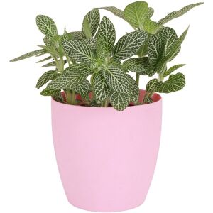 Thorsen's Greenhouse Live White Fittonia Nerve Plant in Classic Pot Pink NoSize