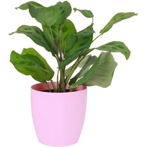 Thorsen's Greenhouse Live Green Prayer Plant in Classic Pot Pink NoSize
