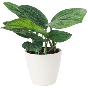 Thorsen's Greenhouse Live Monstera Peru Plant in Biodegradable Pot Beige NoSize
