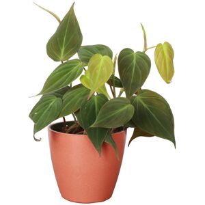 Thorsen's Greenhouse Live Philodendron Micans Plant in Biodegradable Pot Red NoSize