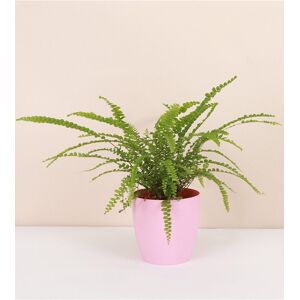 Thorsen's Greenhouse Live Lemon Button Fern Plant in Classic Pot Pink NoSize