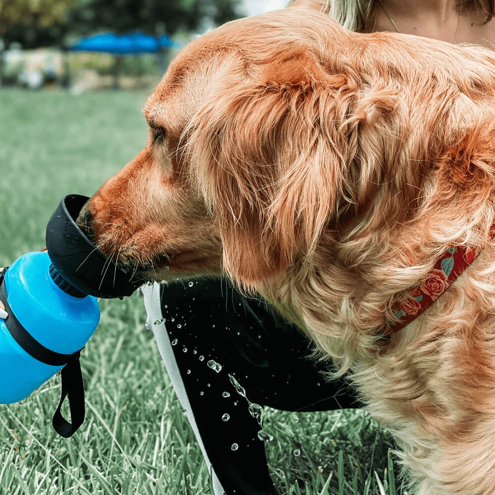 Mounteen BPA Free Outdoor Dog Water Bottle