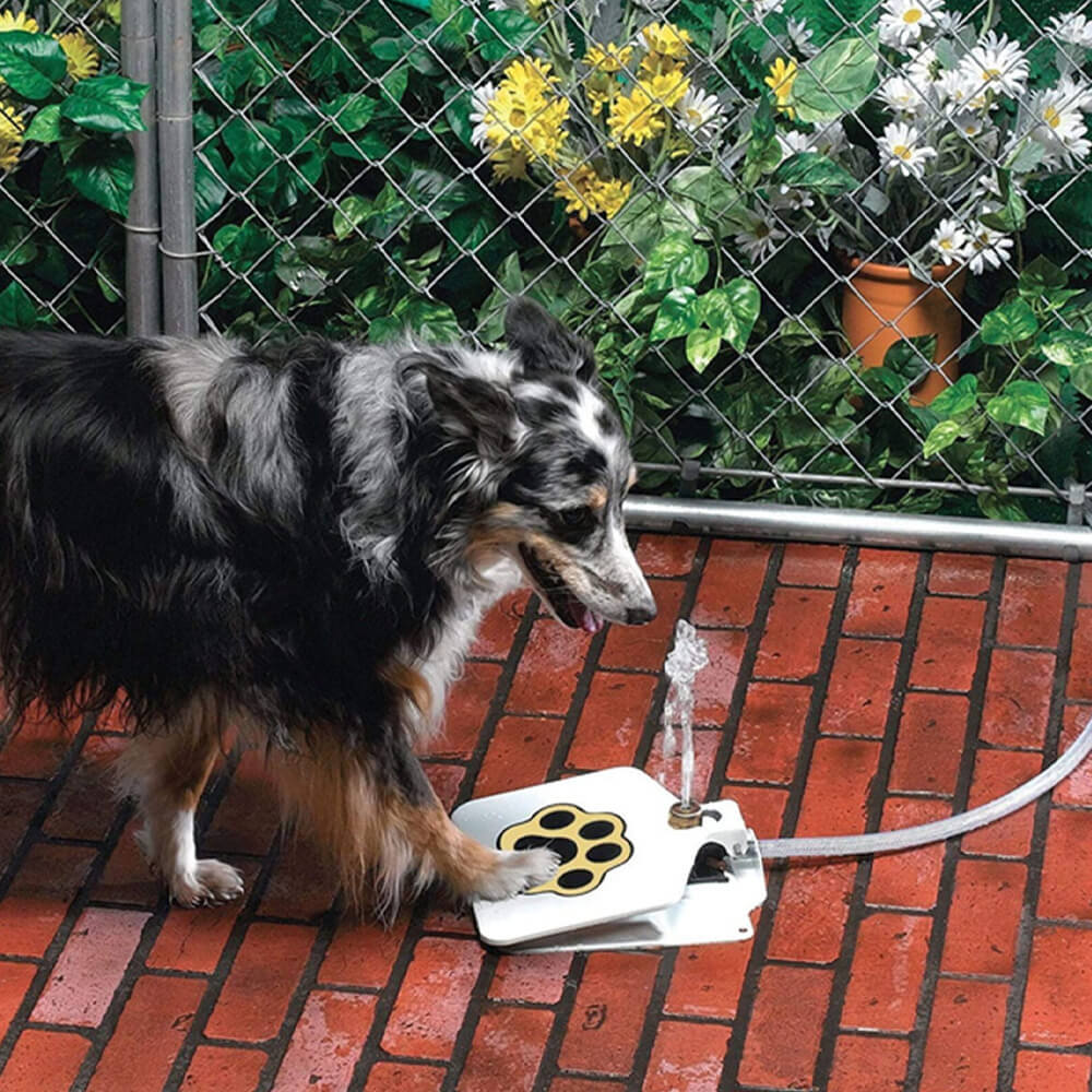 Mounteen Dog Water Fountain