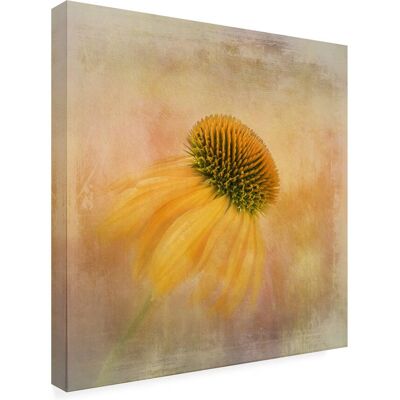 Trademark Fine Art - Nel Talen Echinacea In Yellow Canvas Art - 18 x 18 Inches - 18x18 - Multicolor Trademark Fine Art - Nel Talen Echinacea In Yellow Canvas Art - 18 x 18 Inches - 18x18 - Multicolor