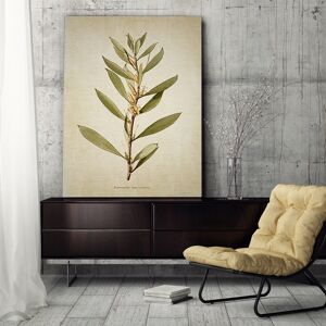 Wexford Home 'Botanical Plate XVII' Gallery-wrapped Canvas Art 18 x 24 Wexford Home 'Botanical Plate XVII' Gallery-wrapped Canvas Art 18 x 24