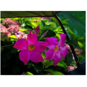 Trademark Fine Art Kurt Shaffer Photographs 'Pinks and greens of Spring' Canvas Art 24x32 Trademark Fine Art Kurt Shaffer Photographs 'Pinks and greens of Spring' Canvas Art 24x32