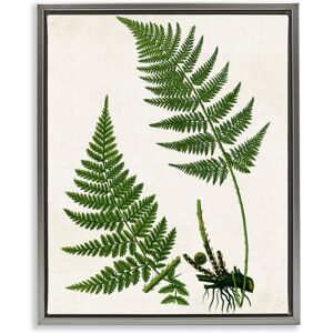 Stupell Two Ferns Nature Study Framed Floater Canvas Wall Art Design By Susan Arnot Green 25 x 31 Stupell Two Ferns Nature Study Framed Floater Canvas Wall Art Design By Susan Arnot Green 25 x 31