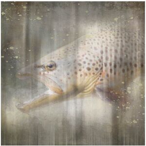 Trademark Fine Art LightBoxJournal 'Antique Wildlife Brown Trout' Canvas Art Grey 35 x 35 Trademark Fine Art LightBoxJournal 'Antique Wildlife Brown Trout' Canvas Art Grey 35 x 35