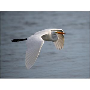 Trademark Fine Art Robert Michaud 'Egret 2' Canvas Art Blue 24 x 32 Trademark Fine Art Robert Michaud 'Egret 2' Canvas Art Blue 24 x 32
