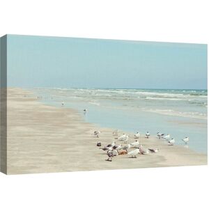 Masterpiece Art Gallery Padre Island Shore Birds by Danita Delimont Canvas Art Print Multi 24x36 Masterpiece Art Gallery Padre Island Shore Birds by Danita Delimont Canvas Art Print Multi 24x36