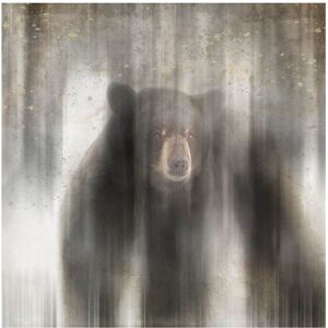 Trademark Fine Art LightBoxJournal 'Antique Wildlife bear' Canvas Art Grey 24 x 24 Trademark Fine Art LightBoxJournal 'Antique Wildlife bear' Canvas Art Grey 24 x 24