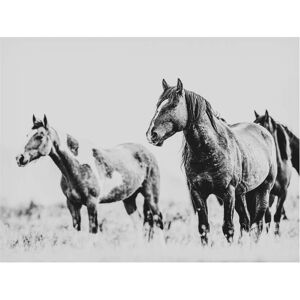 Trademark Fine Art LightBoxJournal 'Wild Horses of the Great Basin 04' Canvas Art White 35 x 47 Trademark Fine Art LightBoxJournal 'Wild Horses of the Great Basin 04' Canvas Art White 35 x 47