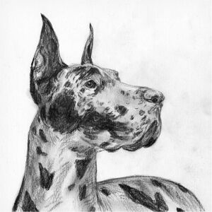Trademark Fine Art Melissa Wang 'Great Dane Portrait II' Canvas Art White 24 x 24 Trademark Fine Art Melissa Wang 'Great Dane Portrait II' Canvas Art White 24 x 24