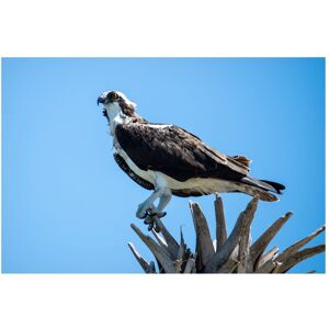Trademark Fine Art Robert Michaud 'Osprey' Canvas Art Blue 22 x 32 Trademark Fine Art Robert Michaud 'Osprey' Canvas Art Blue 22 x 32