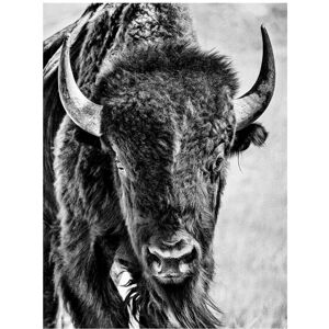 Trademark Fine Art PHBurchett 'Buffalo Portrait' Canvas Art White 18 x 24 Trademark Fine Art PHBurchett 'Buffalo Portrait' Canvas Art White 18 x 24