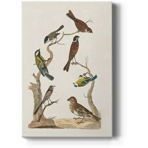 Wexford Home Antique Birds in Nature II Premium Gallery Wrapped Canvas - Ready to Hang Multi 12X18 Wexford Home Antique Birds in Nature II Premium Gallery Wrapped Canvas - Ready to Hang Multi 12X18