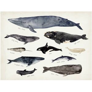 Trademark Fine Art Victoria Barnes 'Whale Chart III' Canvas Art White 18 x 24 Trademark Fine Art Victoria Barnes 'Whale Chart III' Canvas Art White 18 x 24