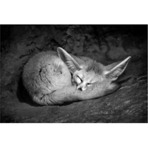 Trademark Fine Art SD Smart 'Fennec Fox' Canvas Art Grey 16 x 24 Trademark Fine Art SD Smart 'Fennec Fox' Canvas Art Grey 16 x 24