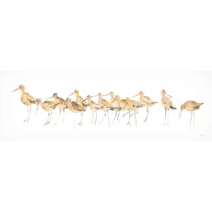 Trademark Fine Art Avery Tillmon 'Watercolor Sandpipers Panel' Canvas Art White 16 x 47 Trademark Fine Art Avery Tillmon 'Watercolor Sandpipers Panel' Canvas Art White 16 x 47