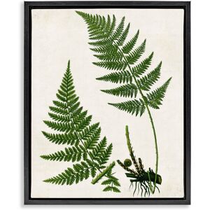 Stupell Two Ferns Nature Study Framed Floater Canvas Wall Art Design By Susan Arnot Green 25 x 31 Stupell Two Ferns Nature Study Framed Floater Canvas Wall Art Design By Susan Arnot Green 25 x 31