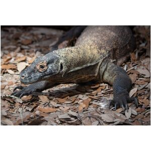 Trademark Fine Art Robert Michaud 'Komodo dragon' Canvas Art Grey 12 x 19 Trademark Fine Art Robert Michaud 'Komodo dragon' Canvas Art Grey 12 x 19
