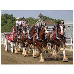 Trademark Fine Art Robert Michaud 'Clydesdale 6 horse Hitch' Canvas Art White 24 x 32 Trademark Fine Art Robert Michaud 'Clydesdale 6 horse Hitch' Canvas Art White 24 x 32