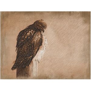 Trademark Fine Art Leslie Montgomery 'Hawk Eyed' Canvas Art Brown 35 x 47 Trademark Fine Art Leslie Montgomery 'Hawk Eyed' Canvas Art Brown 35 x 47