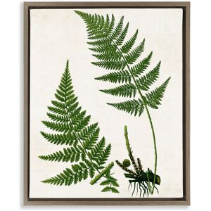 Stupell Two Ferns Nature Study Framed Floater Canvas Wall Art Design By Susan Arnot Green 25 x 31 Stupell Two Ferns Nature Study Framed Floater Canvas Wall Art Design By Susan Arnot Green 25 x 31