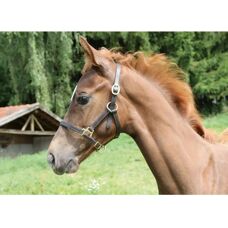 Covalliero Fohlenhalfter Eco Skórzany Czarny - Horse Halter