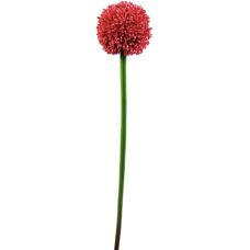 EUROPALMS Allium Künstlich 55cm - Zweig & Dekoration