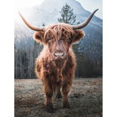 Bönninghoff Hochlandrind Leinwandbild - Canvas Wall Art