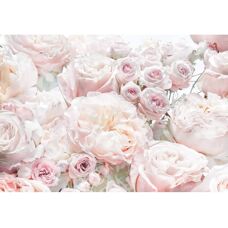 KOMAR Spring Roses Photomural Wallpaper - Photo Wall Decor