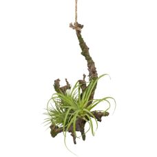 CREATIV GREEN Kunstpflanze Hängeast mit Tillandsie - 2er Set