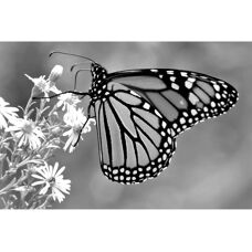 PAPERMOON Schwarz & Weiß Schmetterling Fototapete - Wandbild