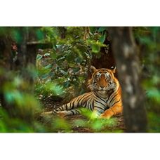 PAPERMOON Tiger im Wald Tapete - Landschaft, Bunt, Langlebig