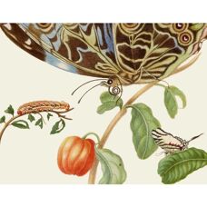 Maria Sibylla Merian - Gästebuch - Zeitloses Design
