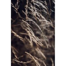 Malerfabrikken - Plakat Mellow grasses 7 - Brun - 30X40