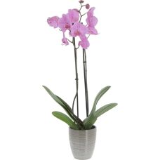 KENTIS - Orchidea Phalaenopsis Rosa - H 60-70 cm - Plant