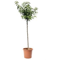 KENTIS - Albero di Mandorlo - Prunus Dulcis - Fruit tree