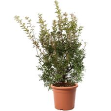 KENTIS - Pistacia Lentiscus - 80-100 cm - Ø30 cm - Plant