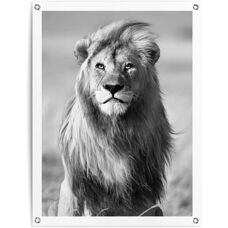 REINDERS - Löwe - 60x80x0.1 cm - schwarz - Poster